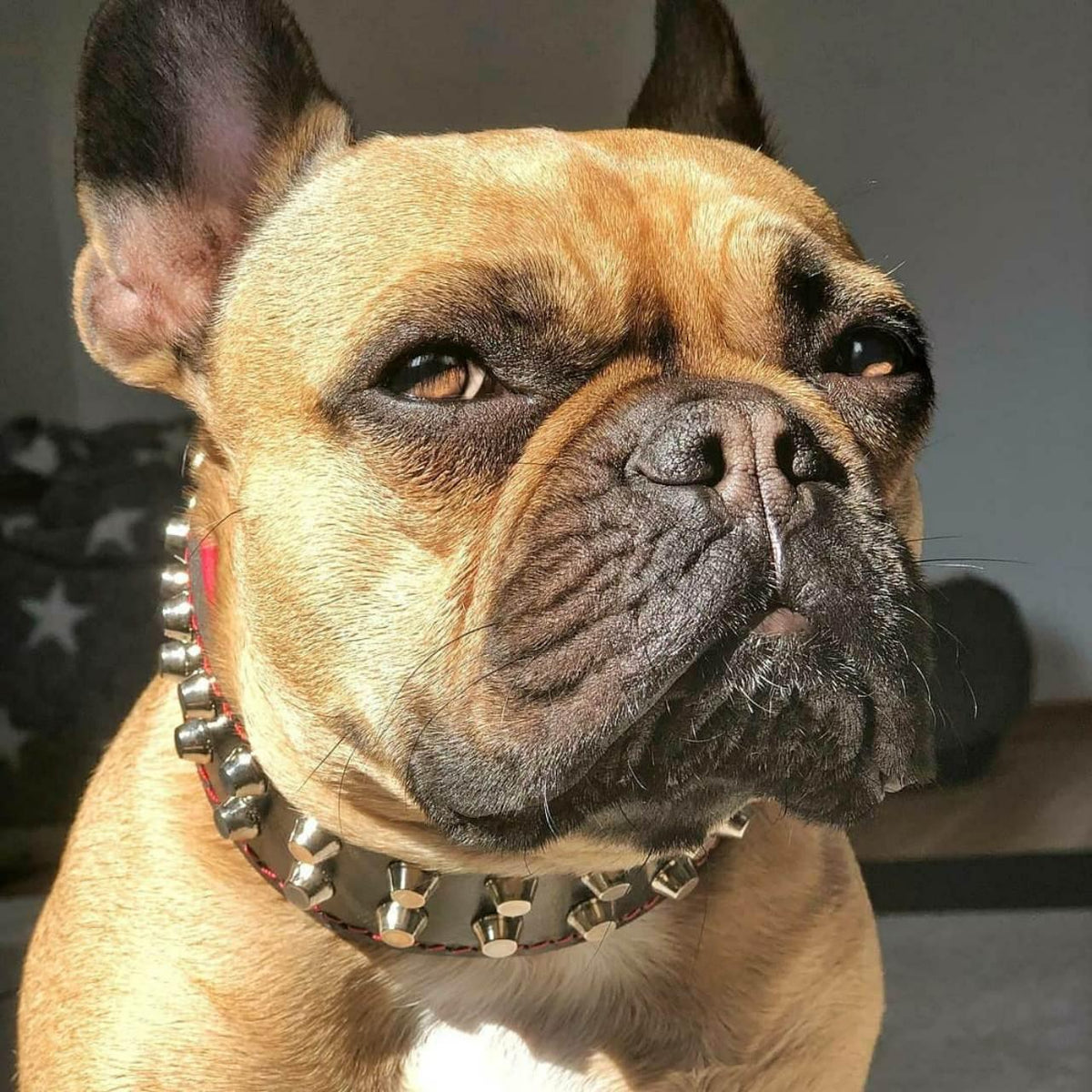 Collare per Cani Borchiato "Rocky" BESTIA – Disponibile in Set con Guinzaglio